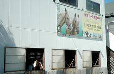 市民が馬と触れ合う機会を提供する高崎唯一の乗馬クラブ