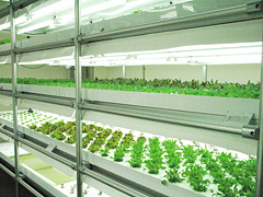 完全人工光型植物工場内で栽培される野菜