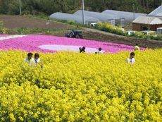 花の丘と芝桜公園が見ごろ