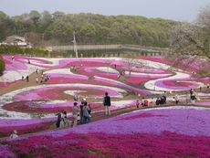 花の丘と芝桜公園が見ごろ