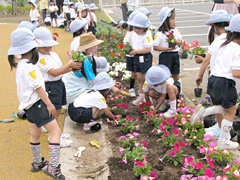 公園花壇に園児が花植え／三ツ寺公園