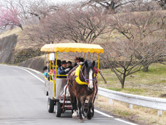 榛名の梅祭り／開花遅れ「つぼみ」の観梅に